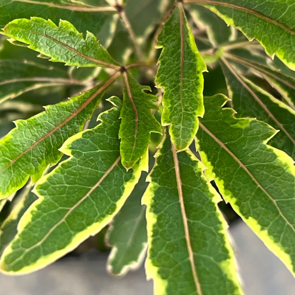 斑入りアラレア：カスターバリエガータ3.5号ポット