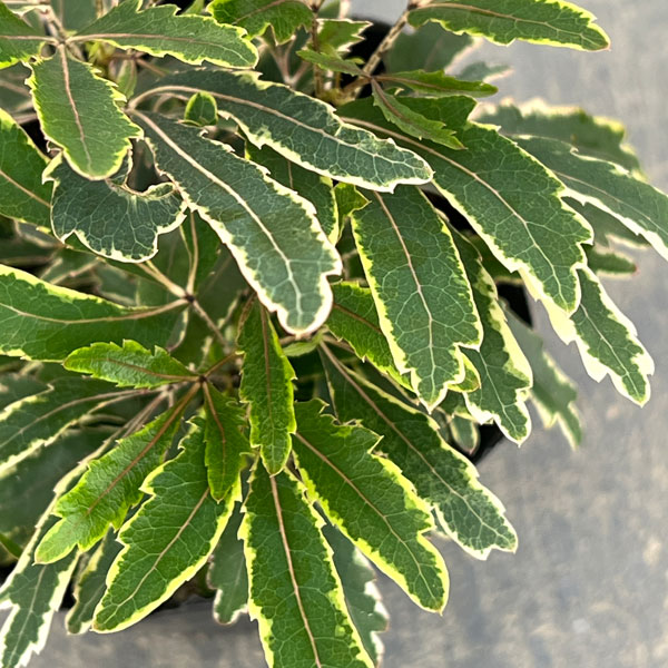 斑入りアラレア：カスターバリエガータ3.5号ポット