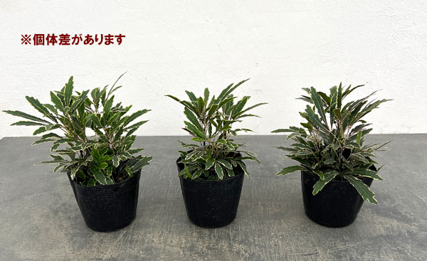 斑入りアラレア：カスターバリエガータ3.5号ポット