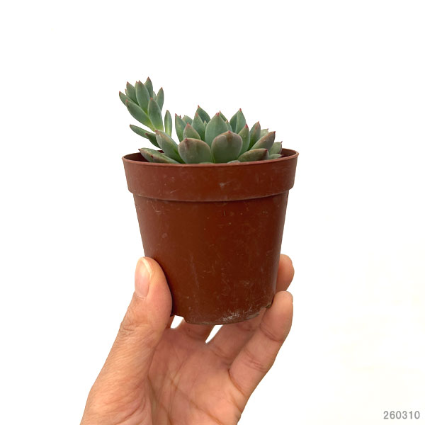 エケベリア：風緑　2.5号