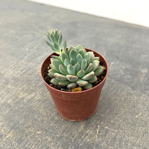 エケベリア：風緑　2.5号