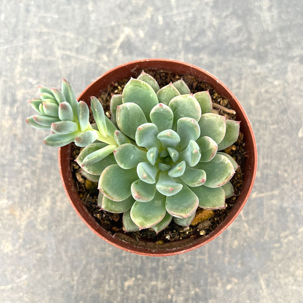 エケベリア：風緑　2.5号