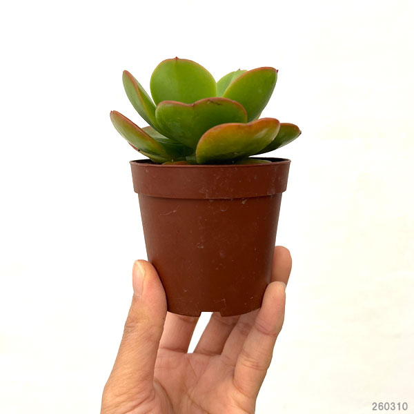 エケベリア：久米の里　2.5号