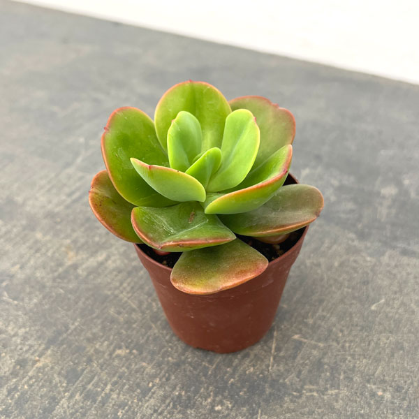 エケベリア：久米の里　2.5号