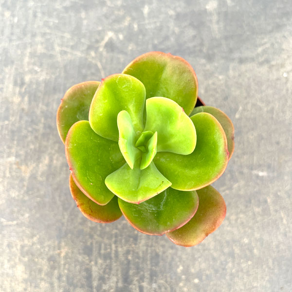 エケベリア：久米の里　2.5号