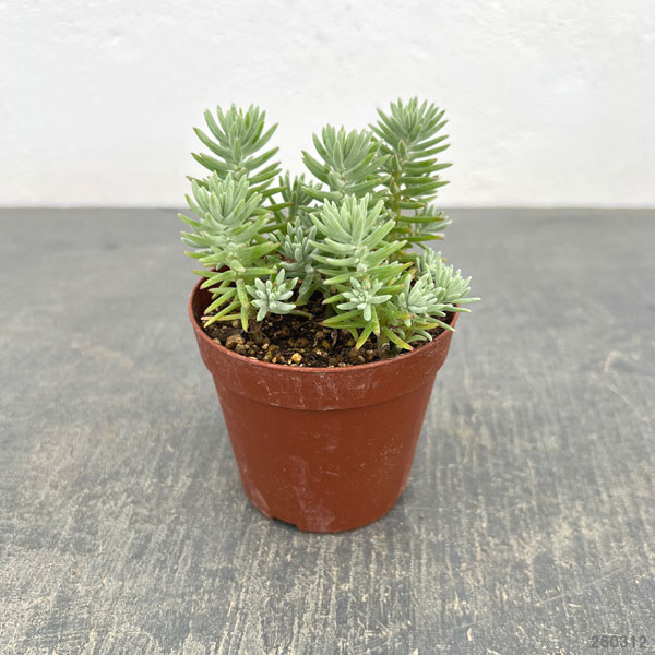 セダム：グリセオラ　2.5号ポット