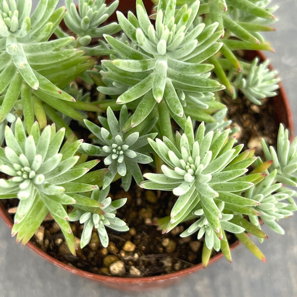 セダム：グリセオラ　2.5号ポット