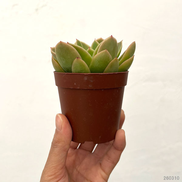 エケベリア：ゴールデングロー　2.5号