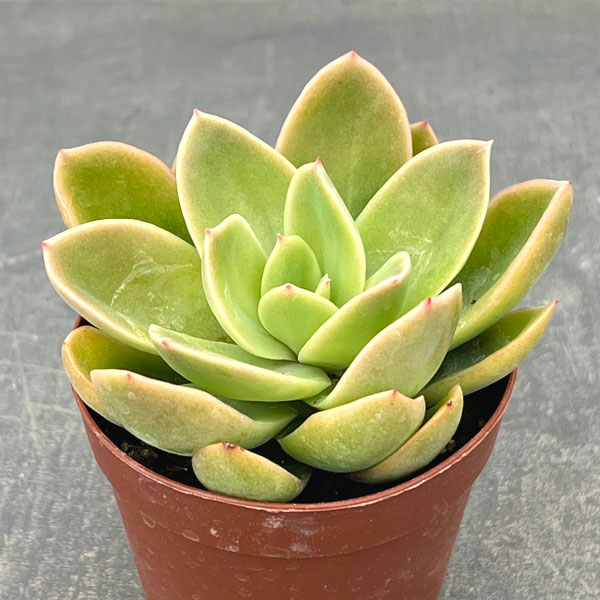 エケベリア：ゴールデングロー　2.5号