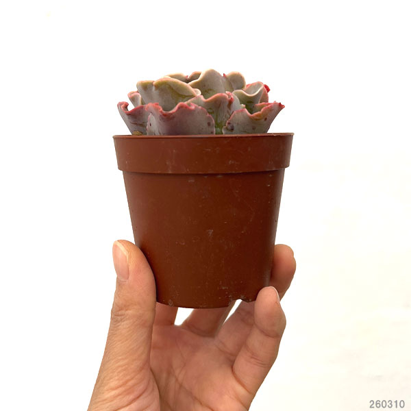 エケベリア：高砂の翁　2.5号ポット