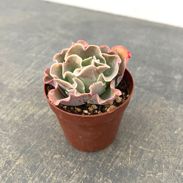 エケベリア：高砂の翁　2.5号ポット