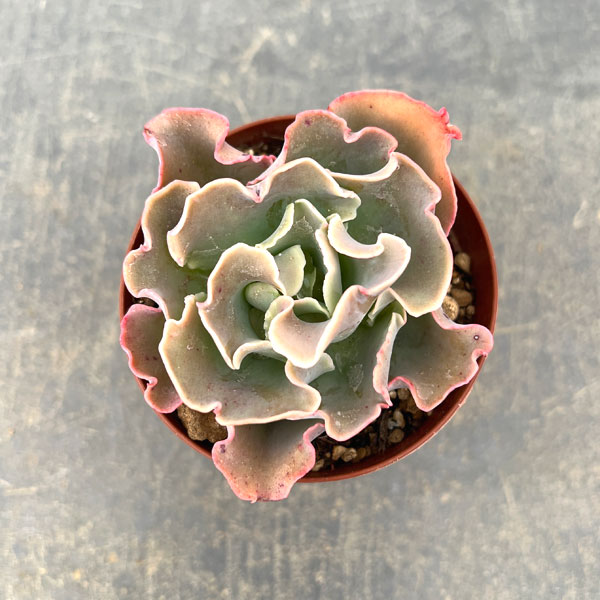 エケベリア：高砂の翁　2.5号ポット