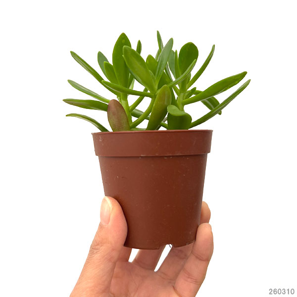 クラッスラ：宝樹　2.5号ポット