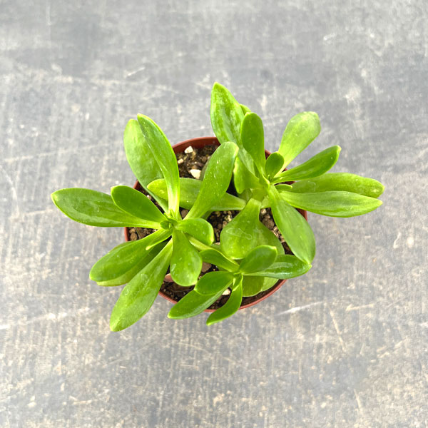 クラッスラ：宝樹　2.5号ポット