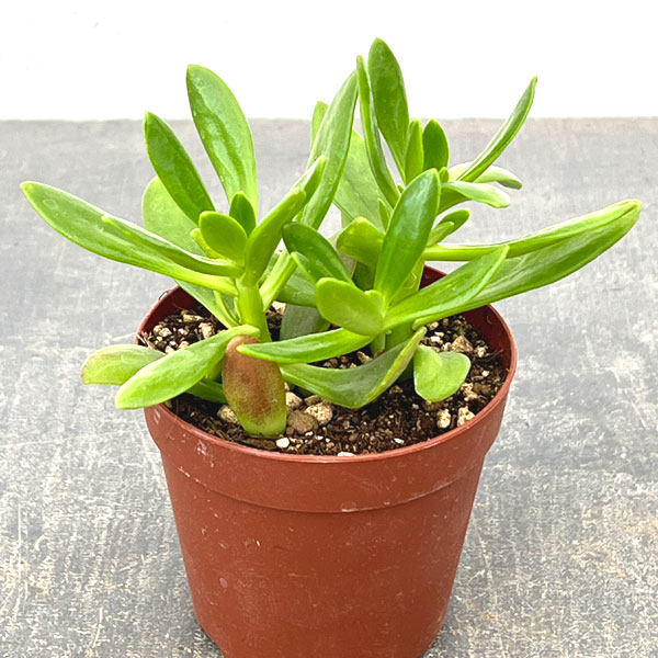 クラッスラ：宝樹　2.5号ポット