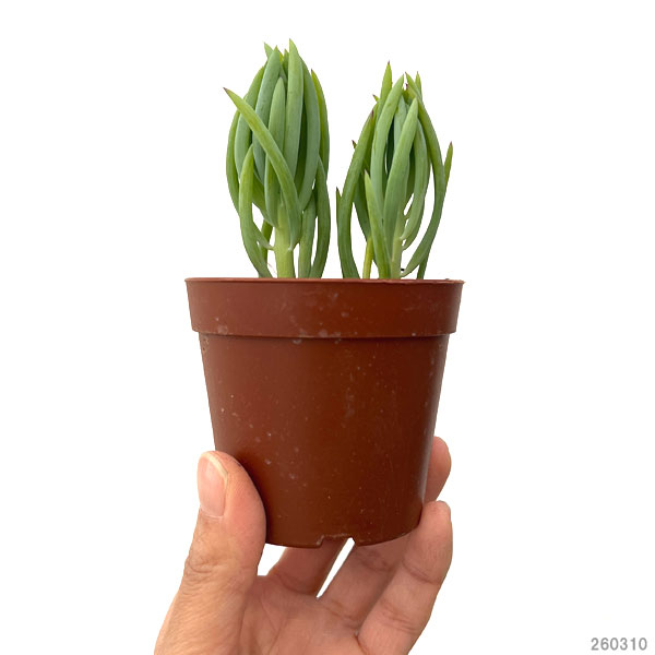 セネシオ：美空の鉾　2.5号ポット