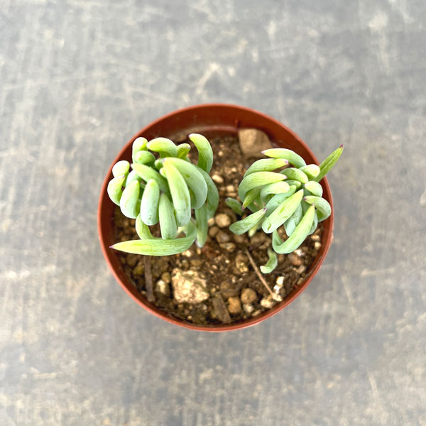 セネシオ：美空の鉾　2.5号ポット