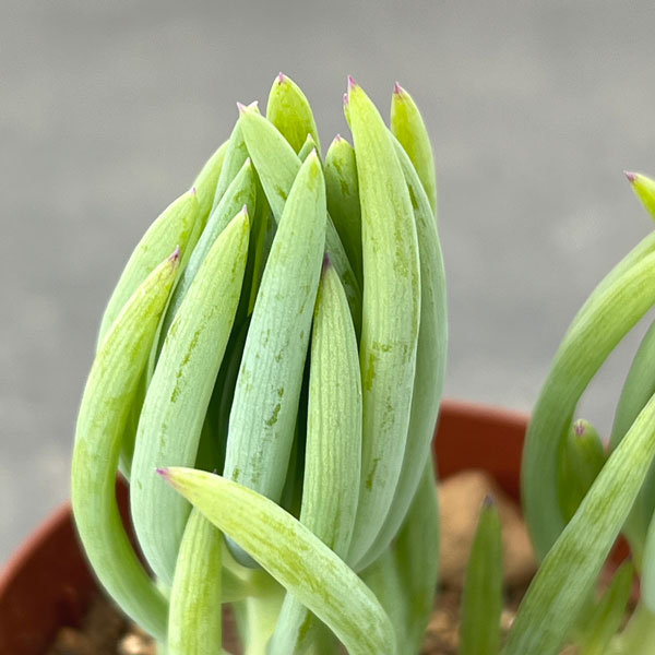 セネシオ：美空の鉾　2.5号ポット