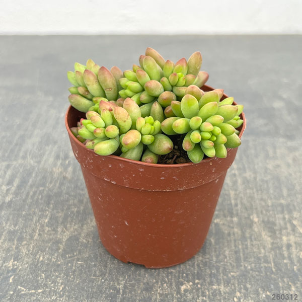 セダム：ルベンス　2.5号ポット