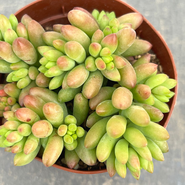 セダム：ルベンス　2.5号ポット