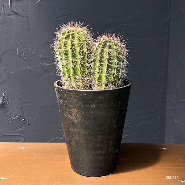 サボテン：弁慶柱 （べんけいちゅう）2本仕立て　5号鉢植え26-01