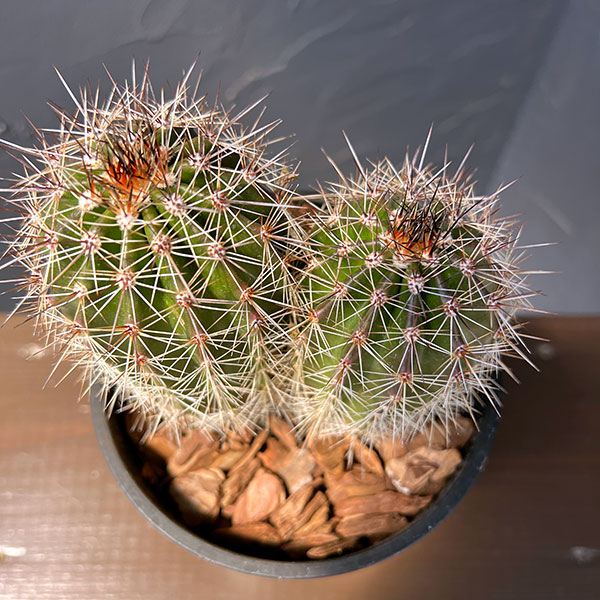 サボテン：弁慶柱 （べんけいちゅう）2本仕立て　5号鉢植え26-01