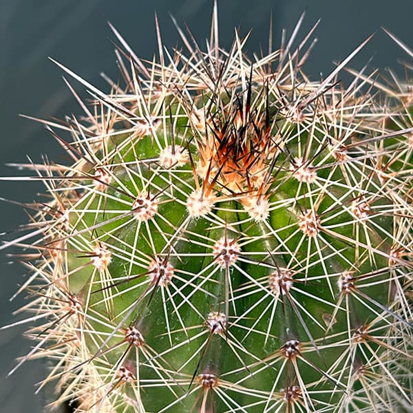 サボテン：弁慶柱 （べんけいちゅう）2本仕立て　5号鉢植え26-01