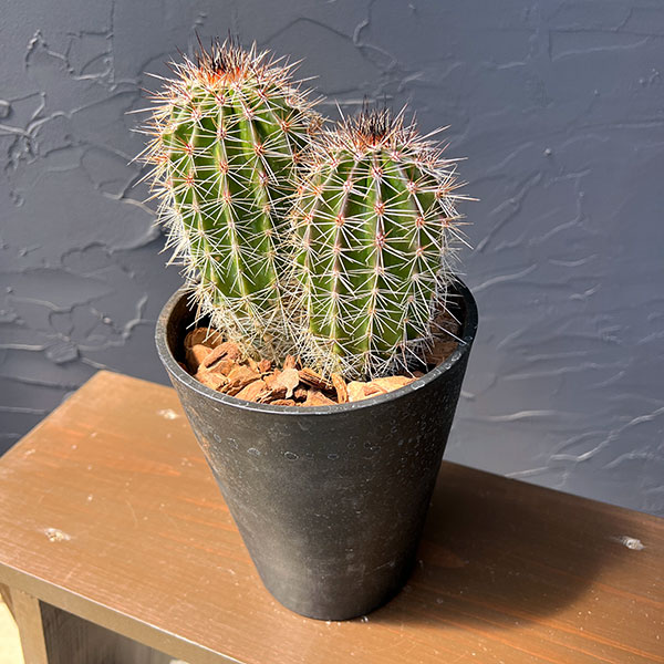 サボテン：弁慶柱 （べんけいちゅう）2本仕立て　5号鉢植え26-01