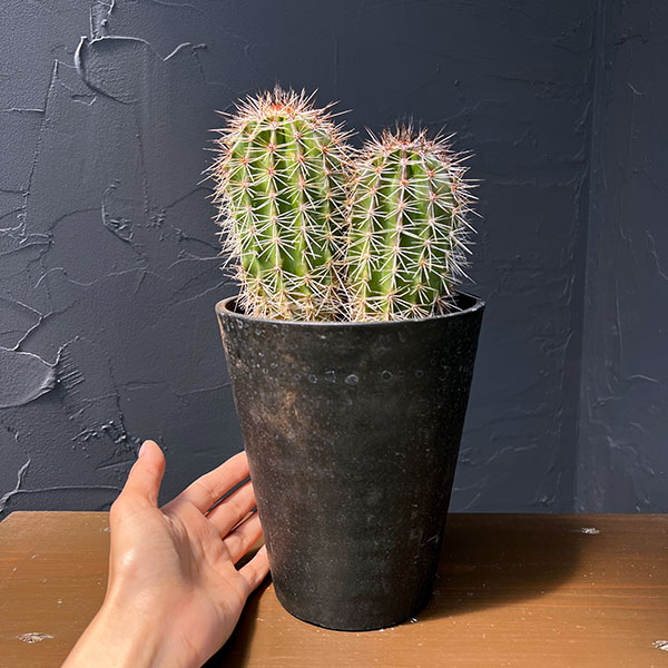 サボテン：弁慶柱 （べんけいちゅう）2本仕立て　5号鉢植え26-01