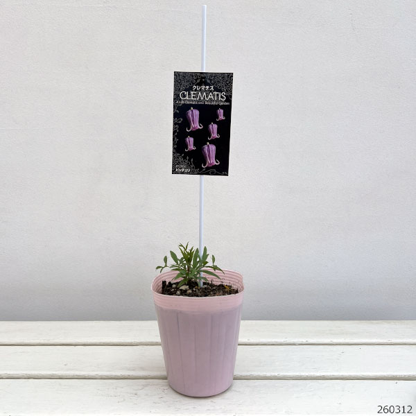 クレマチス：ピッチェリー4号ポット（原種・ビオルナ系）