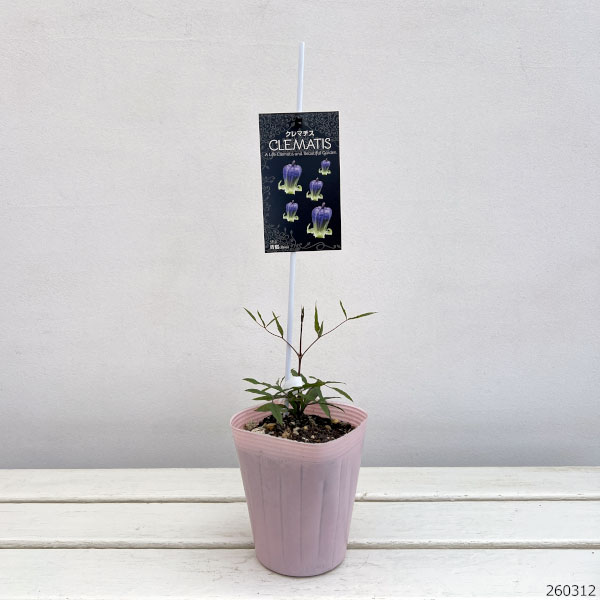 クレマチス：セイジ（青磁）4号ポット（ビオルナ系）