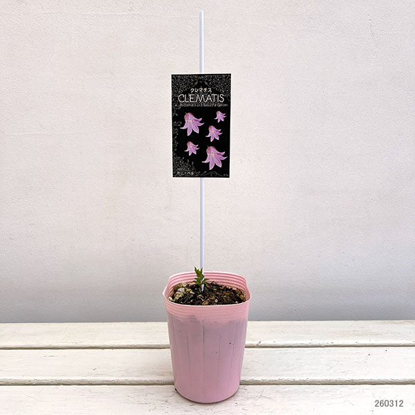 クレマチス:ミニベル4号ポット(テキセンシス系)