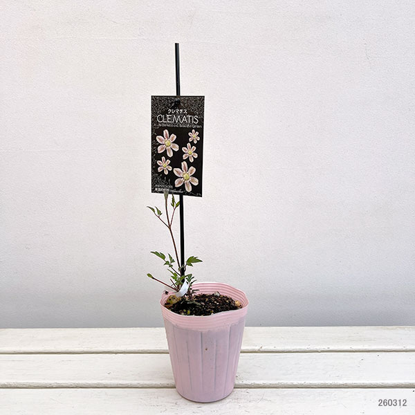 クレマチス:ミナモノヨウセイ(水面の妖精)4号ポット(フロリダ系)