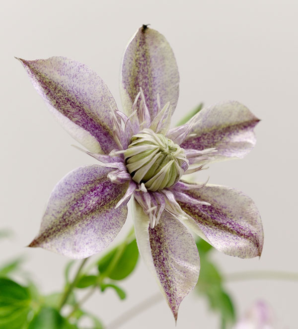 クレマチス:ミナモノヨウセイ(水面の妖精)4号ポット(フロリダ系)