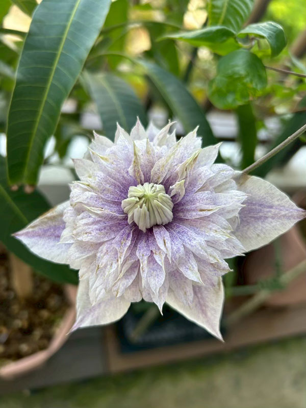 クレマチス:ミナモノヨウセイ(水面の妖精)4号ポット(フロリダ系)