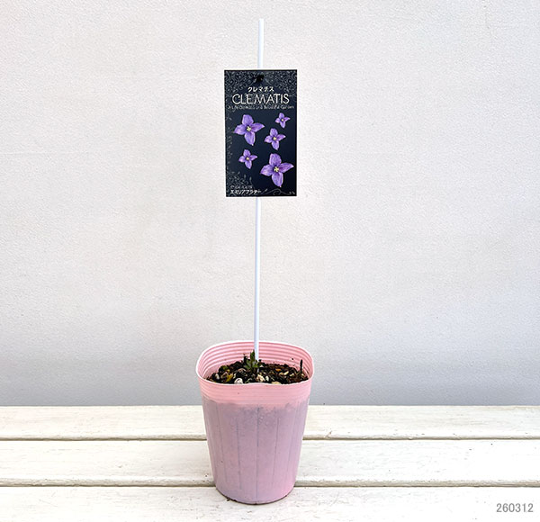 クレマチス：エミリアプラター4号ポット(ビチセラ系)*