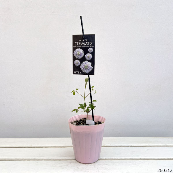 クレマチス：ブルーライト4号ポット（八重咲・パテンス系）*