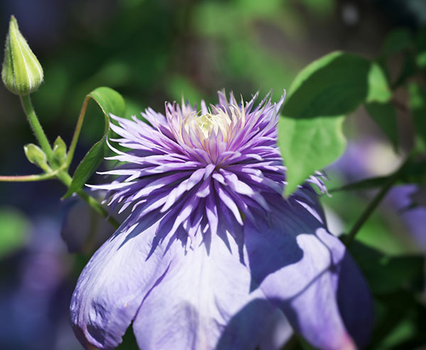 クレマチス：ブルーライト4号ポット（八重咲・パテンス系）*