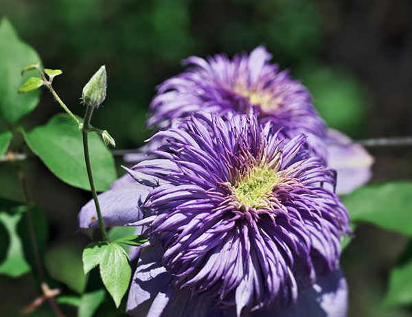 クレマチス：ブルーライト4号ポット（八重咲・パテンス系）*