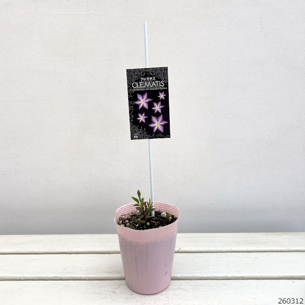クレマチス：まな4号ポット(ビチセラ系)