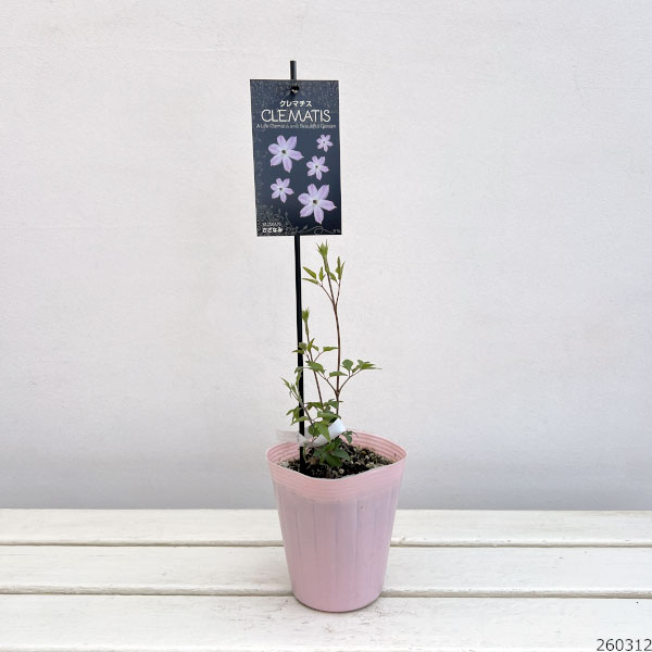 クレマチス:さざなみ4号ポット(フロリダ系)
