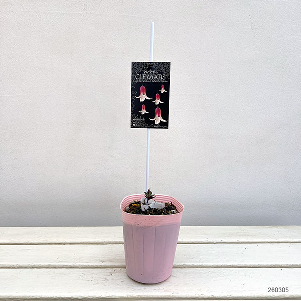 クレマチス：コトコ（琴子）4号ポット（テキセンシス系）*