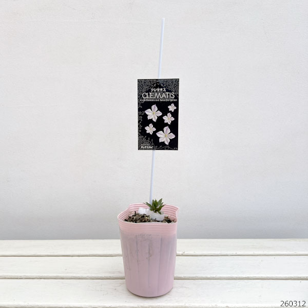 クレマチス：ダッチ・スカイ4号ポット（ビチセラ系）*