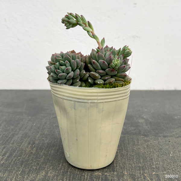 エケベリア：クリッシー エヌ ライアン2.5号ポット