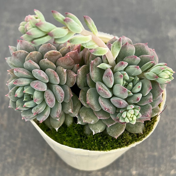 エケベリア：クリッシー エヌ ライアン2.5号ポット