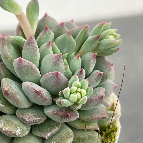 エケベリア：クリッシー エヌ ライアン2.5号ポット