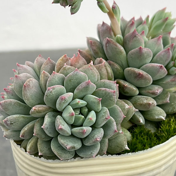 エケベリア：クリッシー エヌ ライアン2.5号ポット