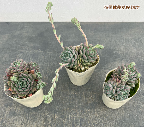 エケベリア：クリッシー エヌ ライアン2.5号ポット