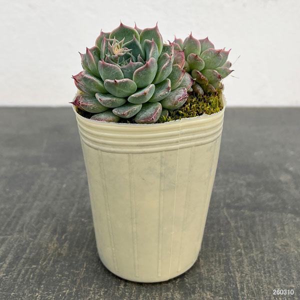 エケベリア：ハルビンゲリ2.5号ポット