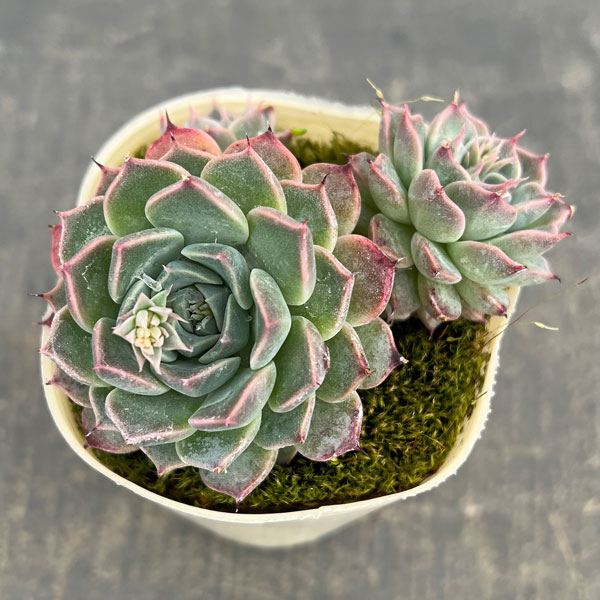 エケベリア：ハルビンゲリ2.5号ポット